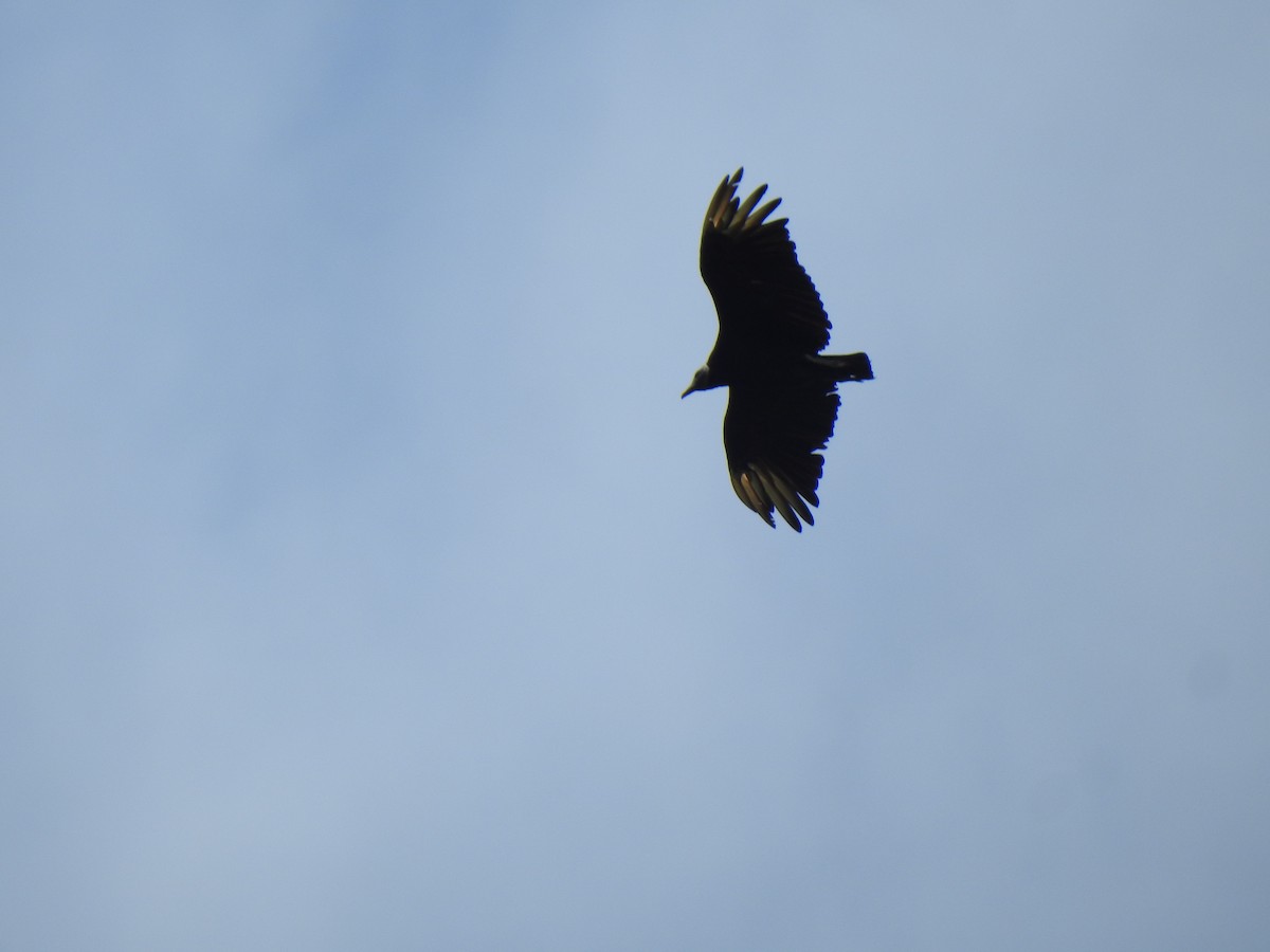 White-tipped Swift - Yersson Herrera