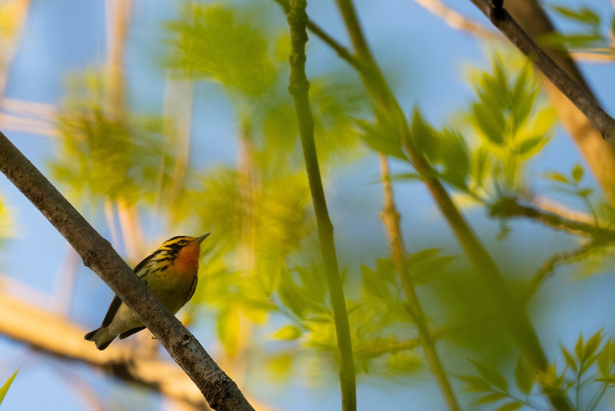 Blackburnian Warbler - Tarik Shahzad