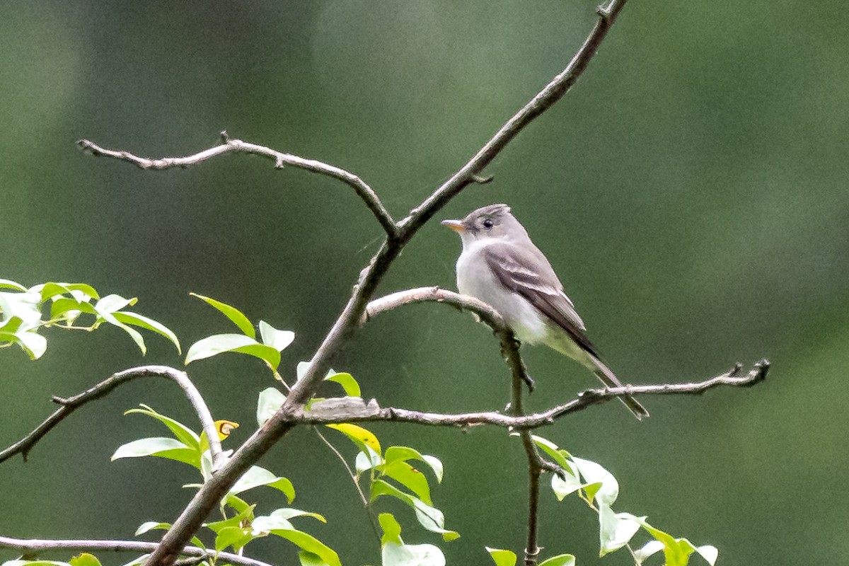 Eastern Wood-Pewee - ML618938184