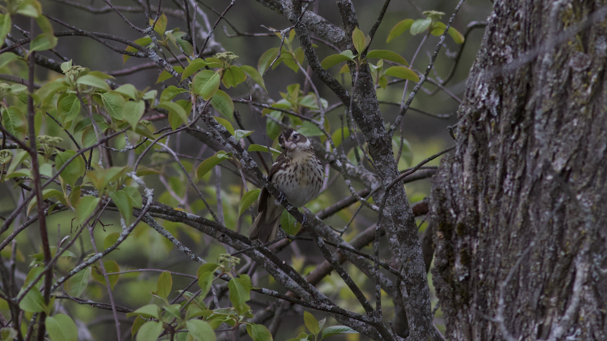 Rose-breasted Grosbeak - François-Xavier Grandmont