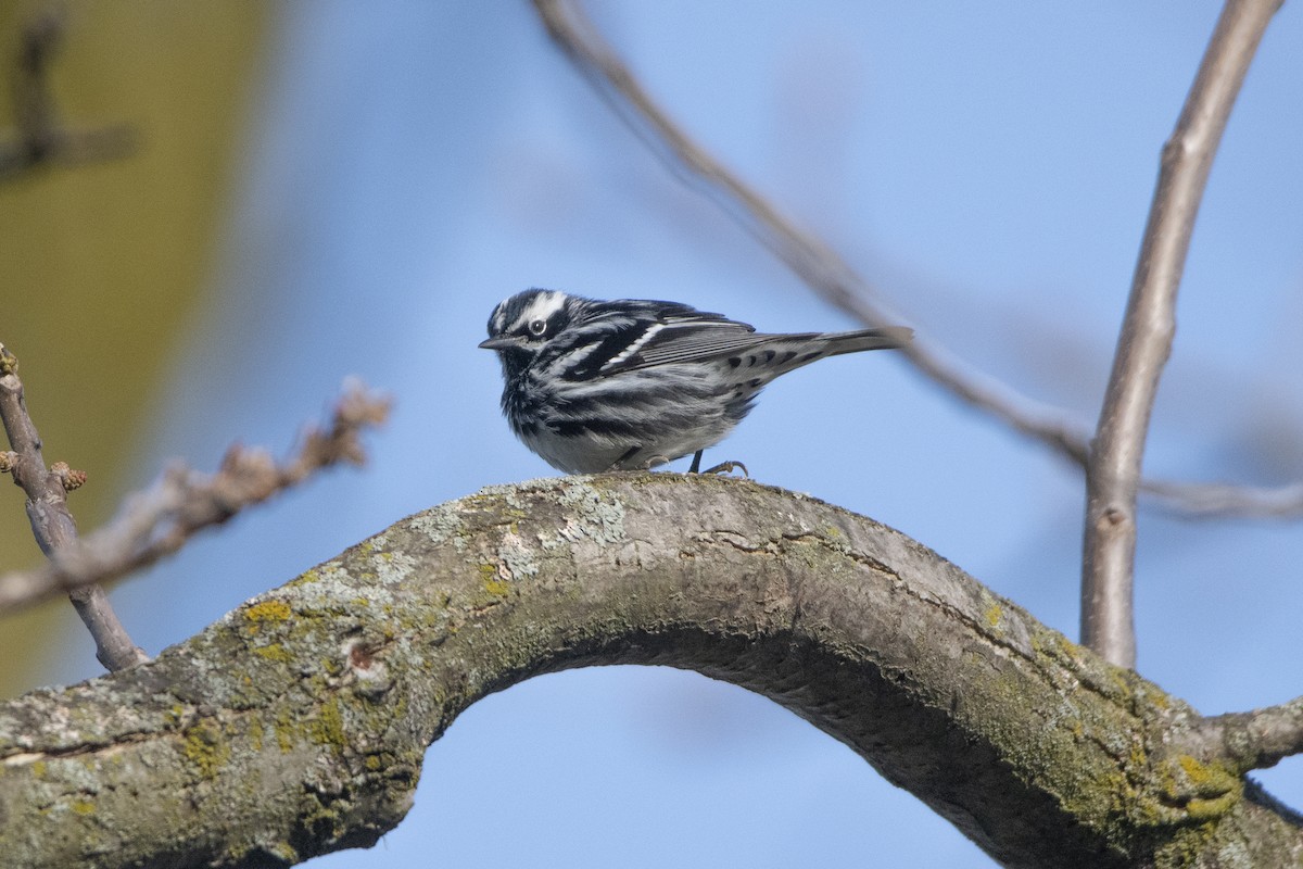 Black-and-white Warbler - Peter Sproule