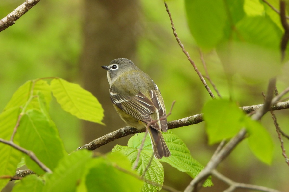 Blue-headed Vireo - Yana Levchinsky