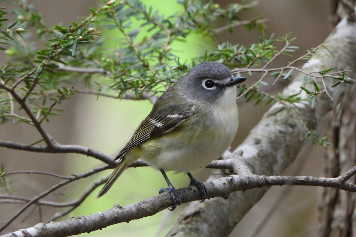 Blue-headed Vireo - Yana Levchinsky