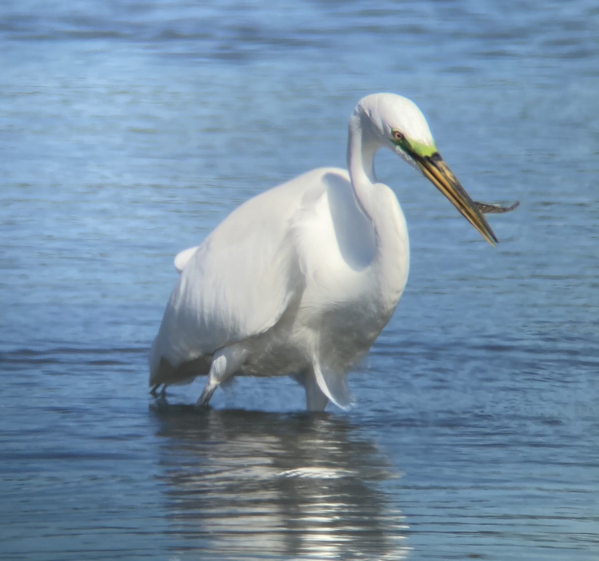 Great Egret - E.G. Horvath