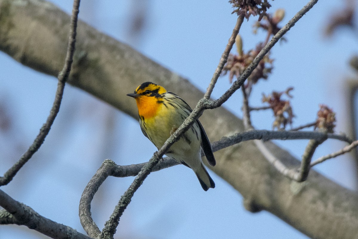 Blackburnian Warbler - Peter Sproule