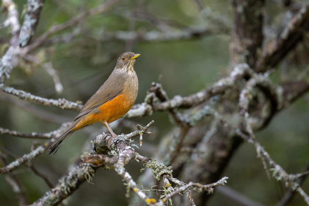 Rufous-bellied Thrush - Aldo Grangetto