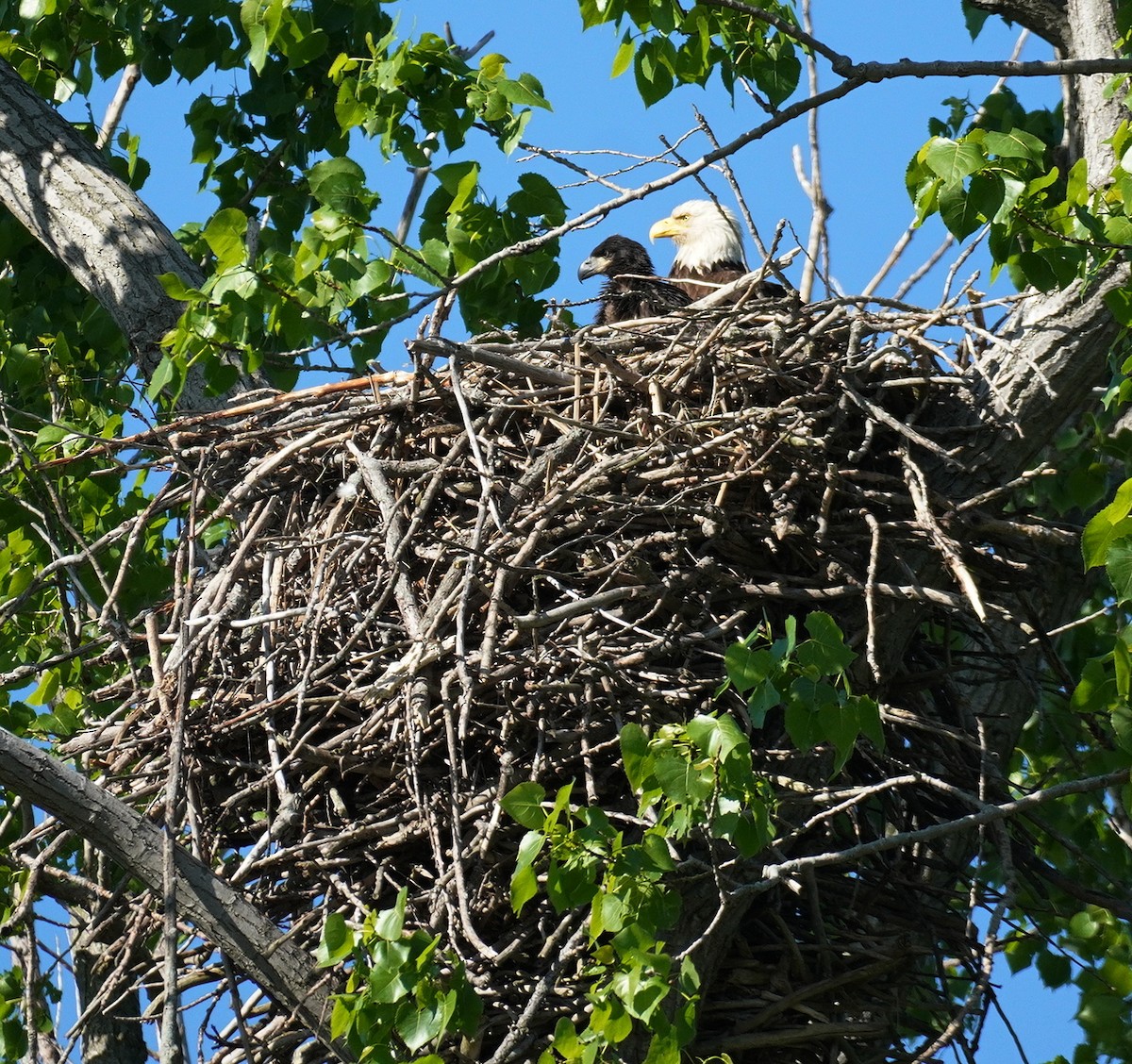 Bald Eagle - Karin Isett