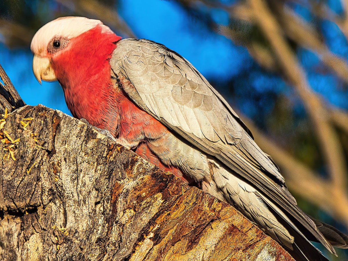 Galah - Alfons  Lawen