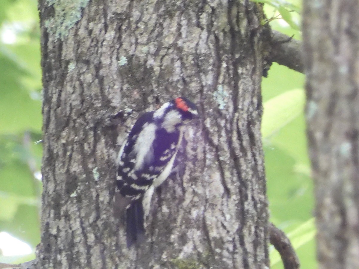 Downy Woodpecker - ML618938254