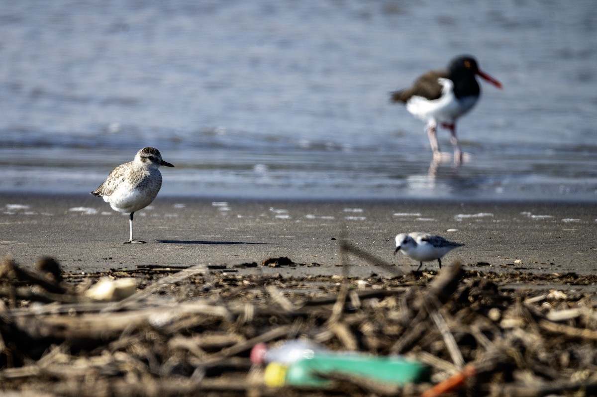 Black-bellied Plover - Mario Pereda Espinoza