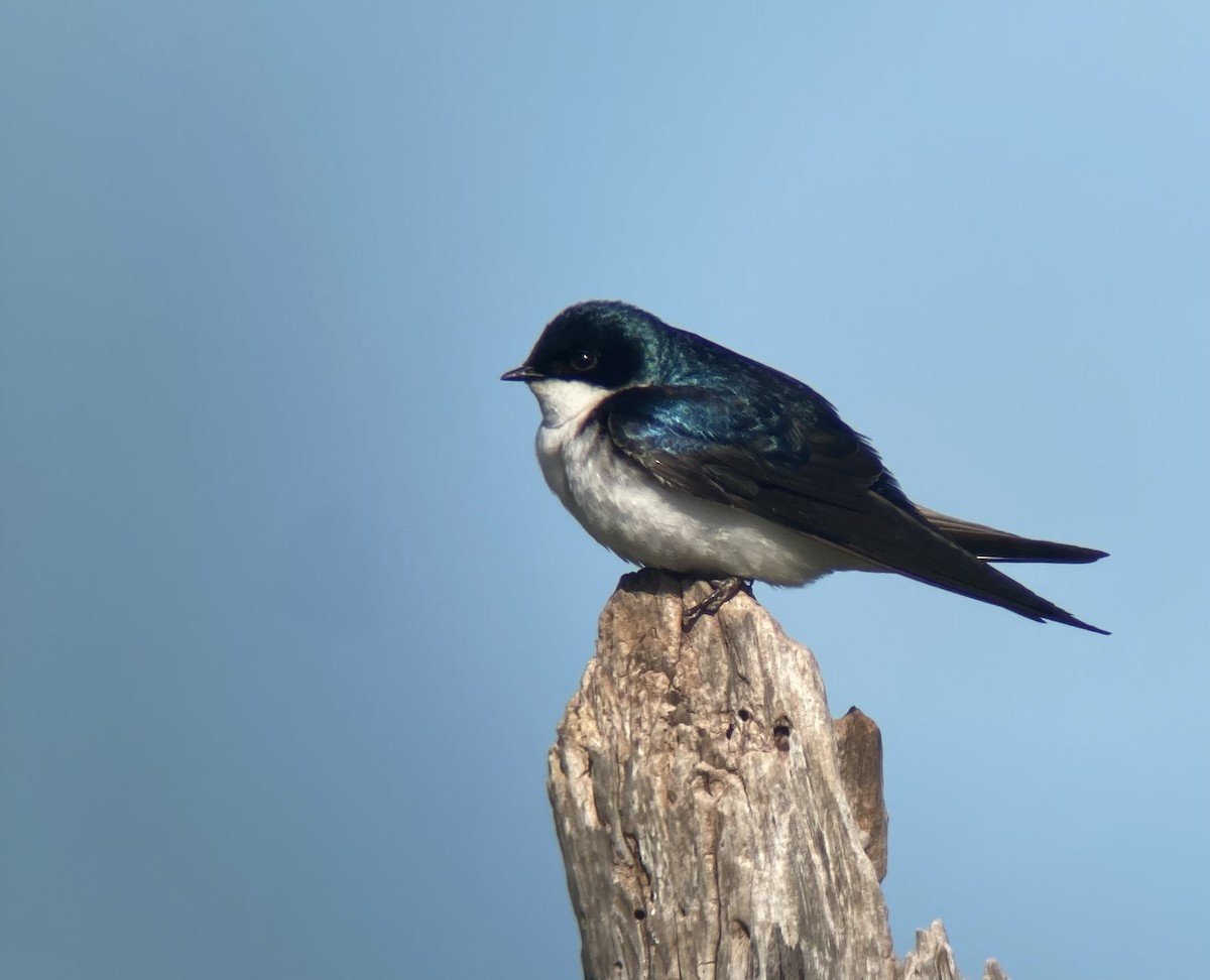 Tree Swallow - E.G. Horvath