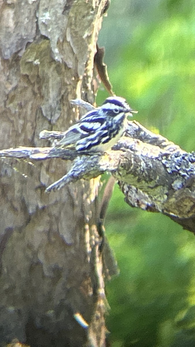 Black-and-white Warbler - Jamie Buchanan