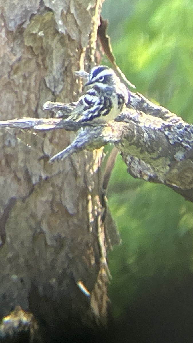 Black-and-white Warbler - Jamie Buchanan