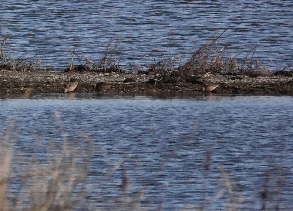 Long-billed Dowitcher - ML618938348