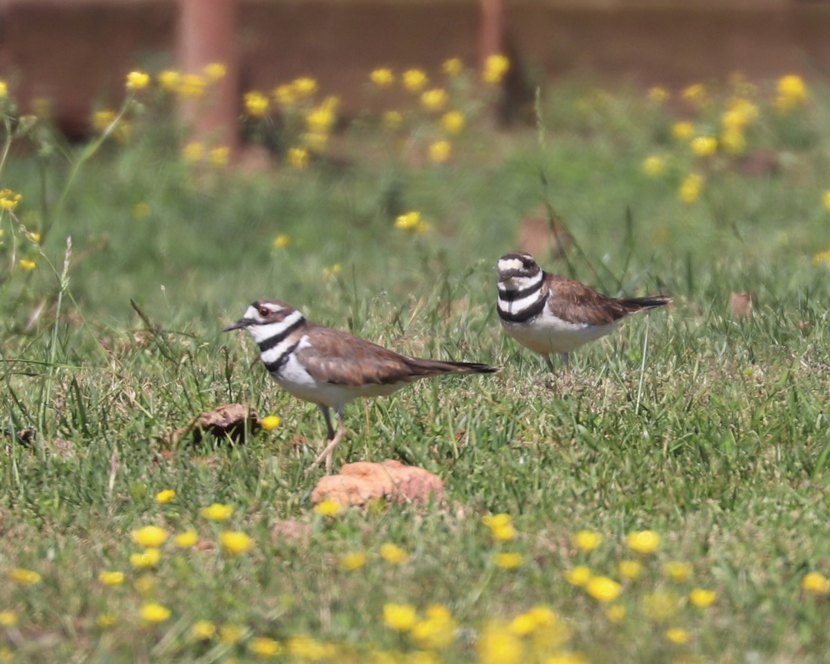 Killdeer - ML618938357