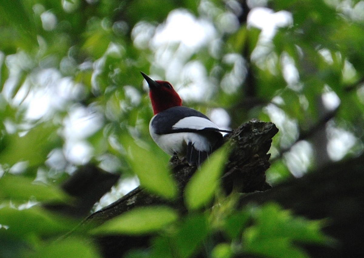Red-headed Woodpecker - ML618938368