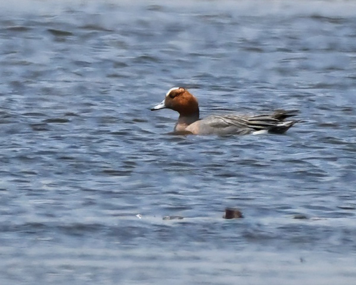 Eurasian Wigeon - ML618938400