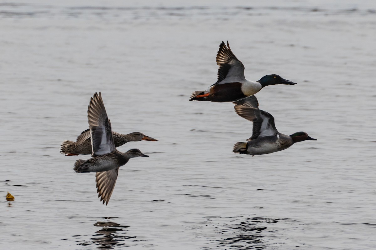 Northern Shoveler - Denise Turley