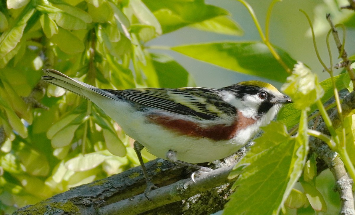 Chestnut-sided Warbler - Karin Isett