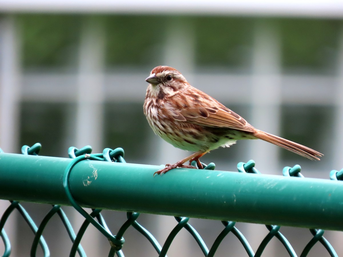 Song Sparrow (melodia/atlantica) - Joseph Pumford