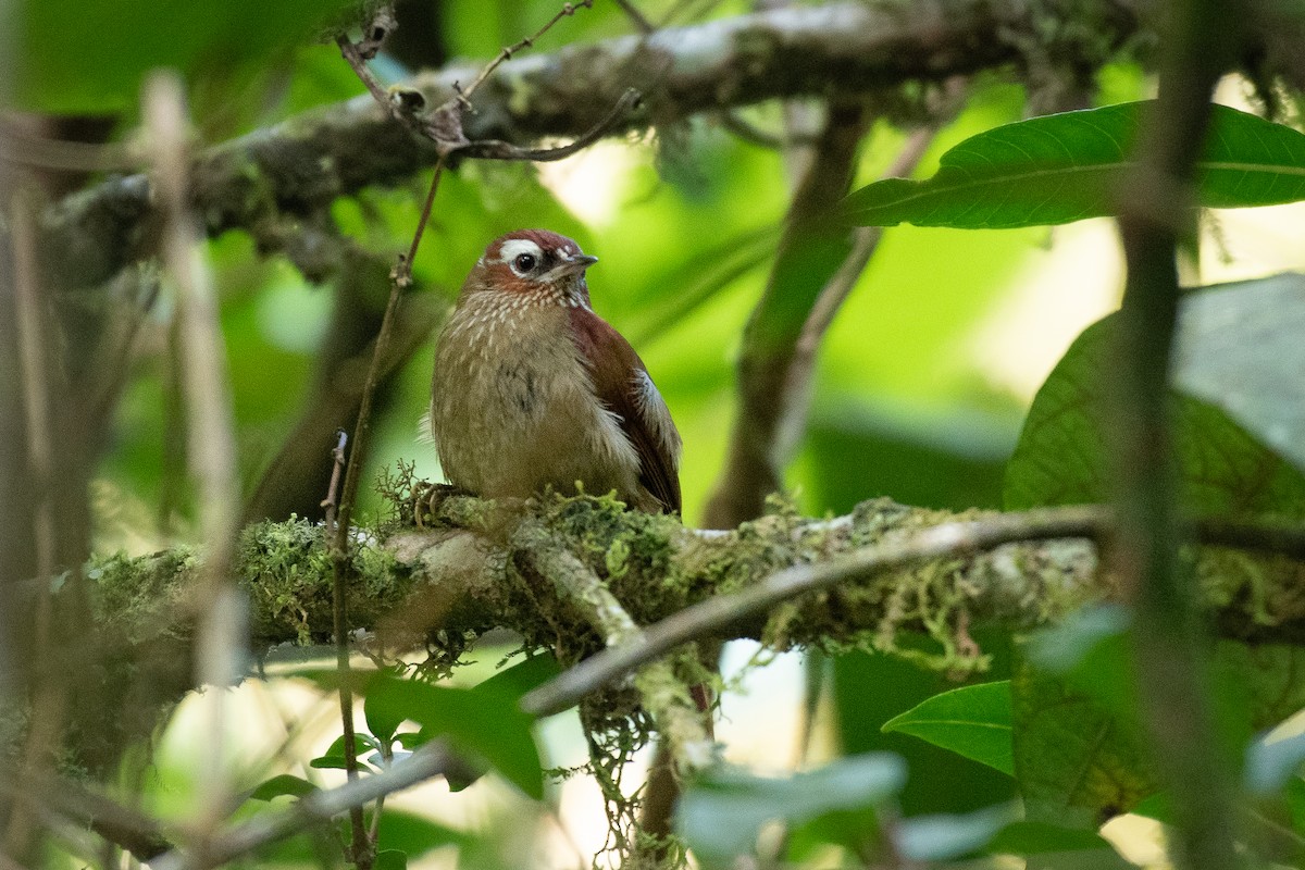 Spectacled Prickletail - Santiago Dueñas Trejo