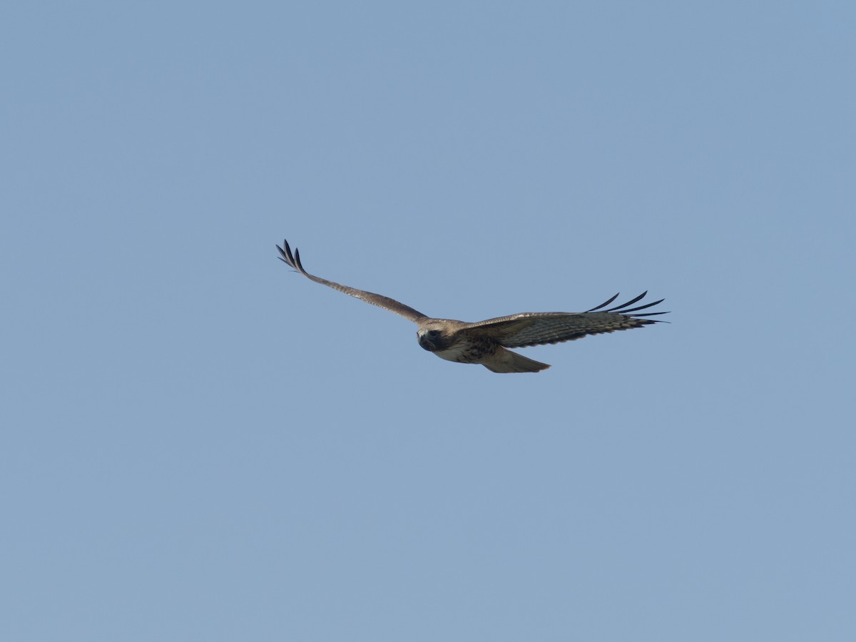Red-tailed Hawk - Sochetra Ly