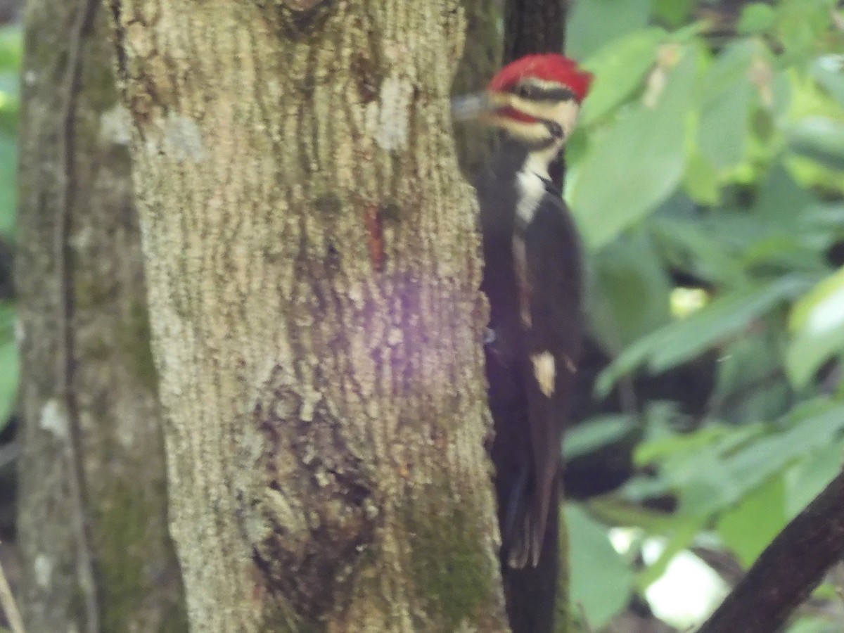 Pileated Woodpecker - ML618938489