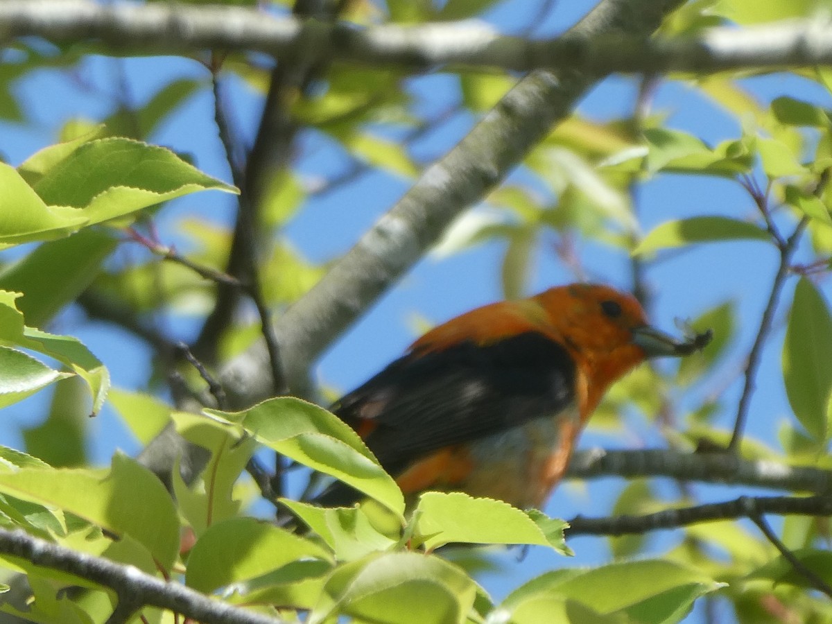 Scarlet Tanager - Donna Webster