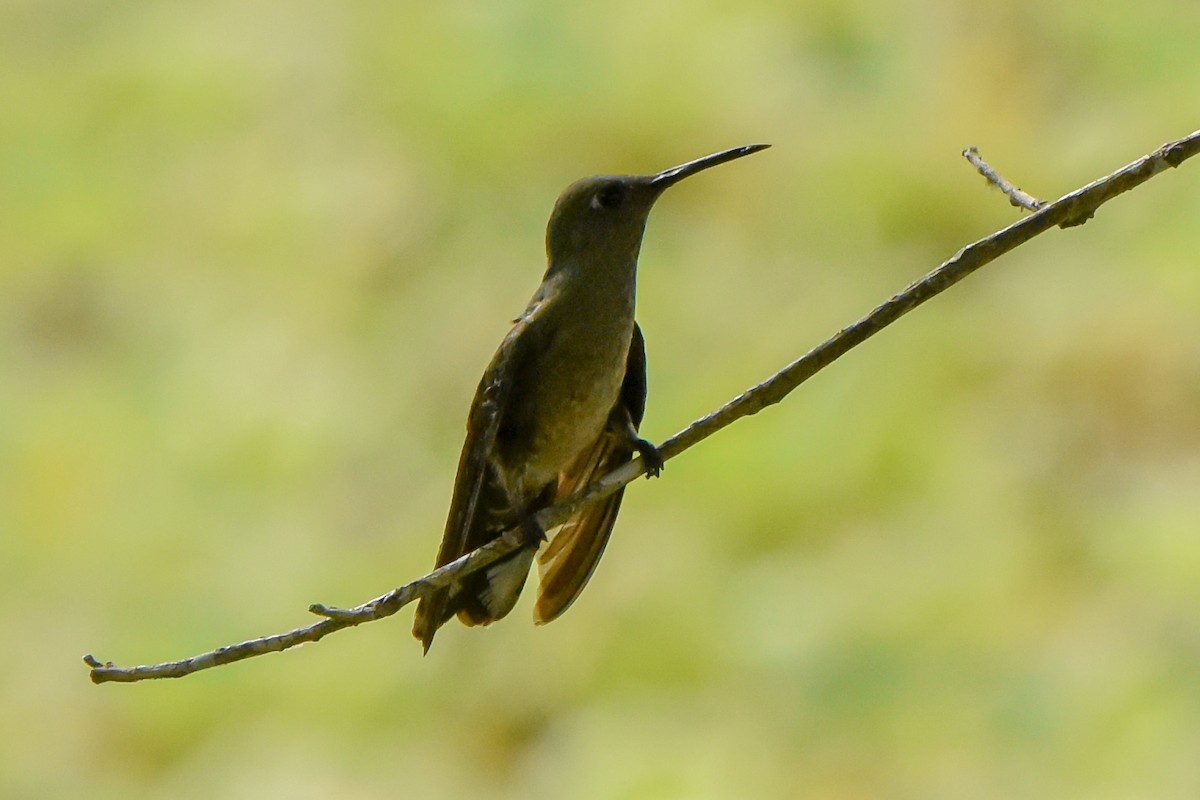 Scaly-breasted Hummingbird - Juan Diego S.R.