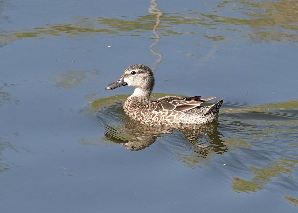 Blue-winged Teal - Diane Stinson