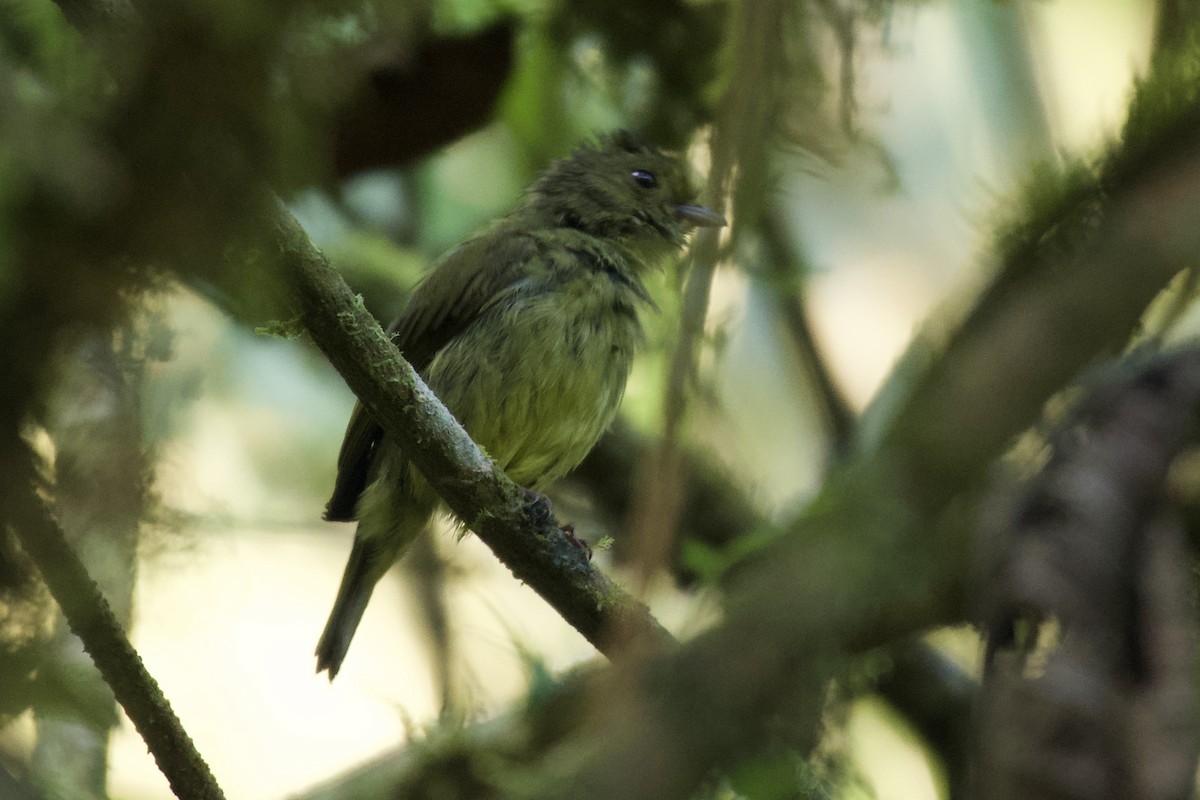 Golden-winged Manakin - ML618938515