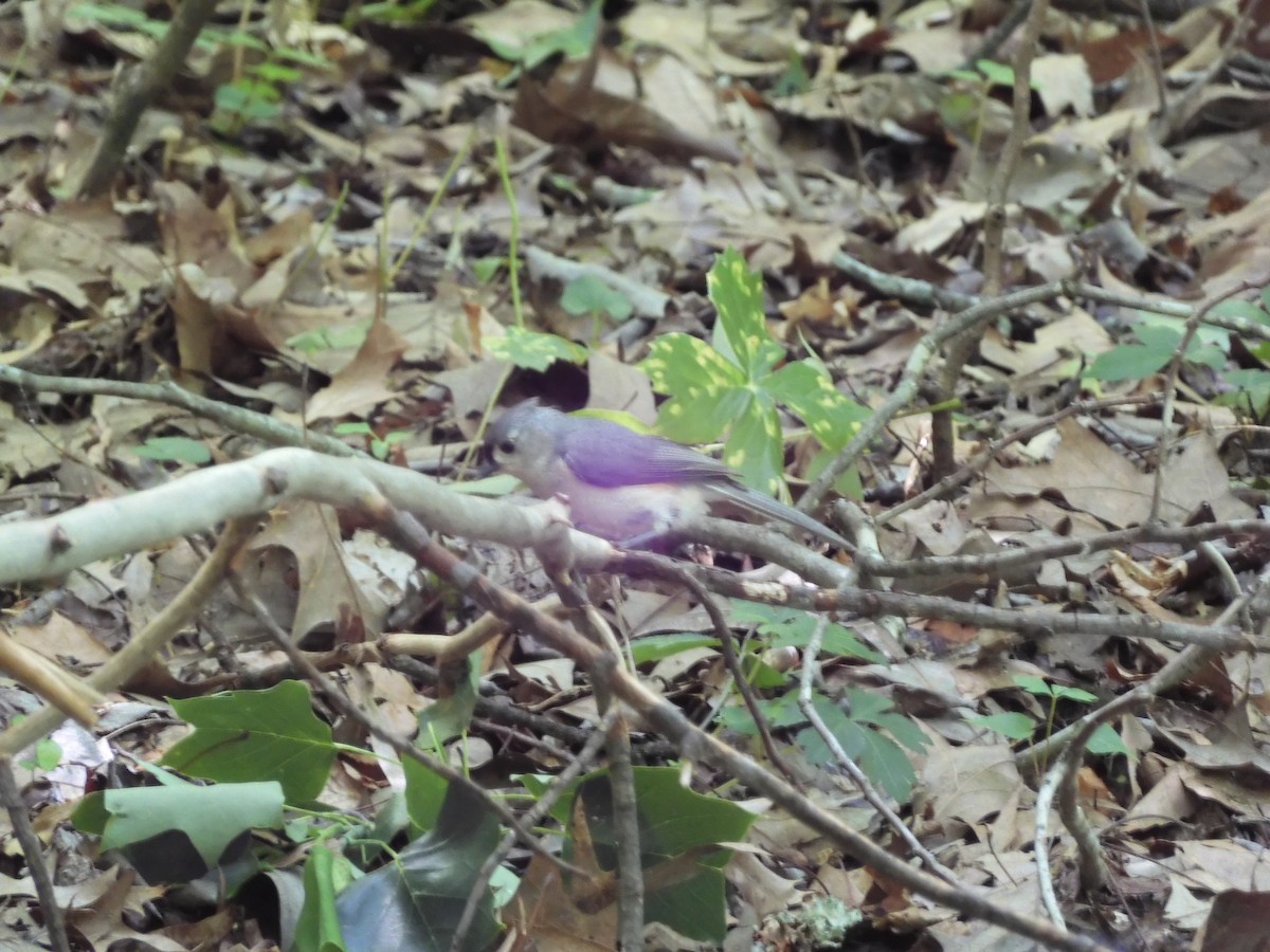 Tufted Titmouse - ML618938527