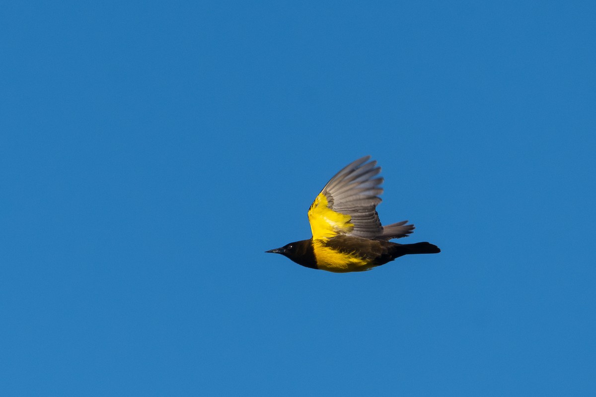 Brown-and-yellow Marshbird - Nicolas Mazzini