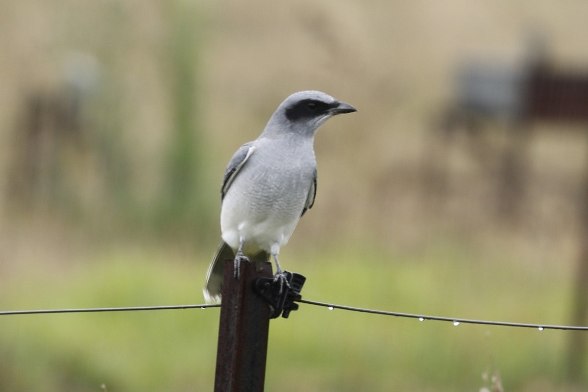 Black-faced Cuckooshrike - ML618938533