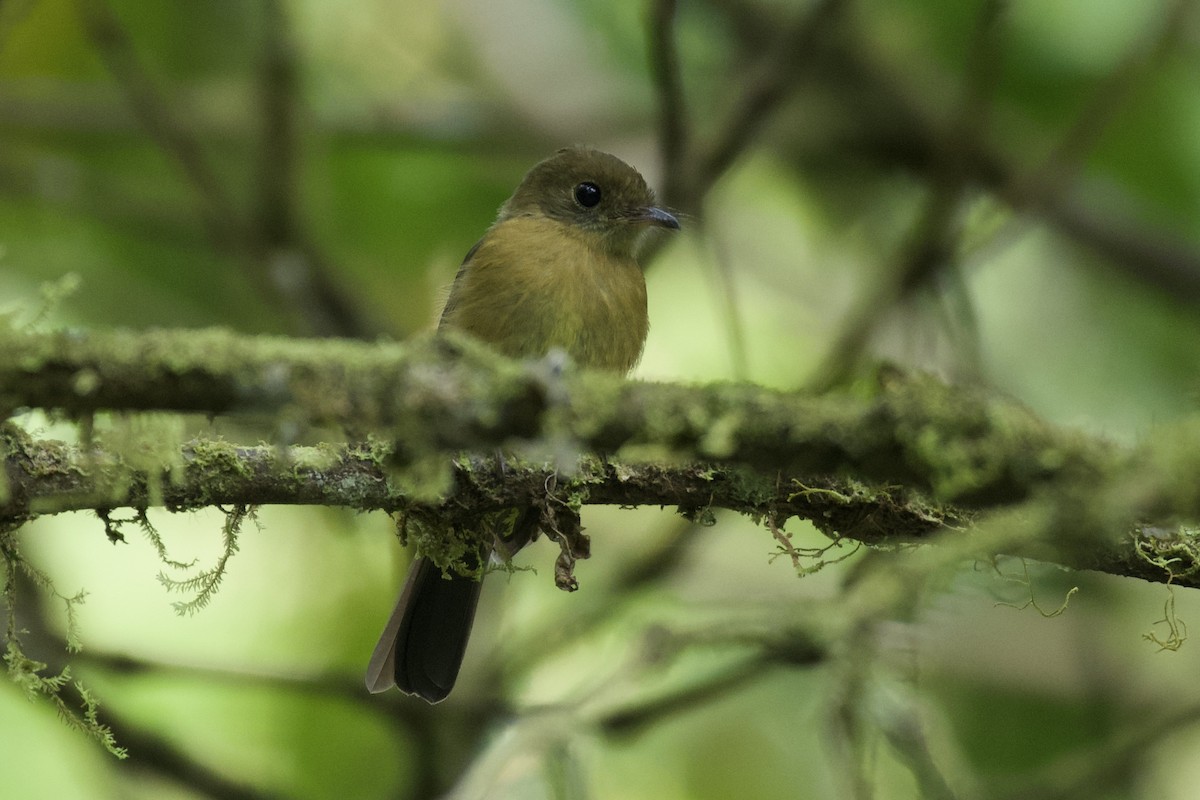 Tawny-breasted Flycatcher - ML618938540