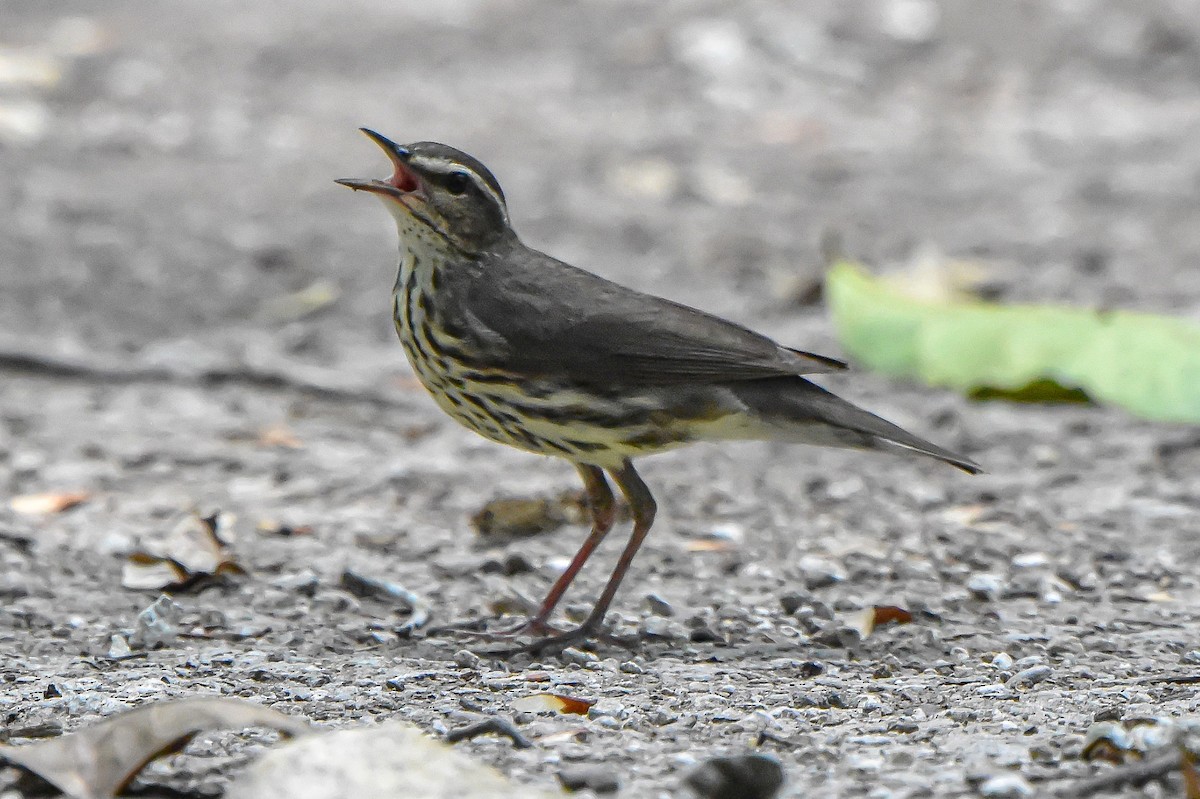 Northern Waterthrush - ML618938574