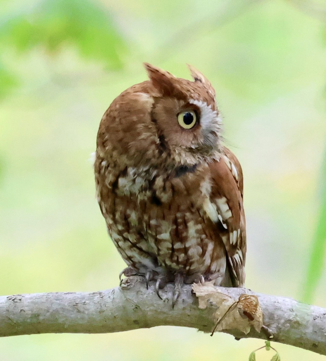 Eastern Screech-Owl - Margo Goetschkes