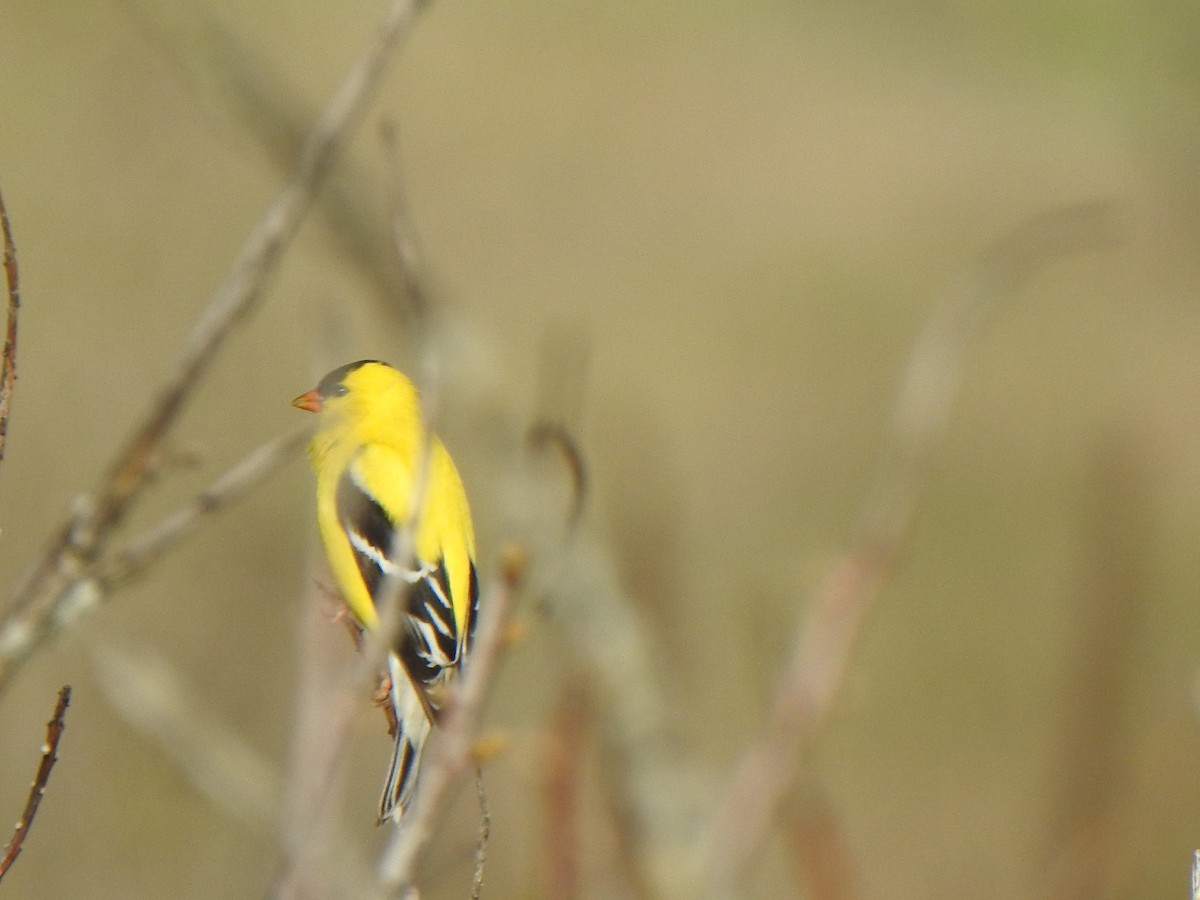 American Goldfinch - Liren Varghese