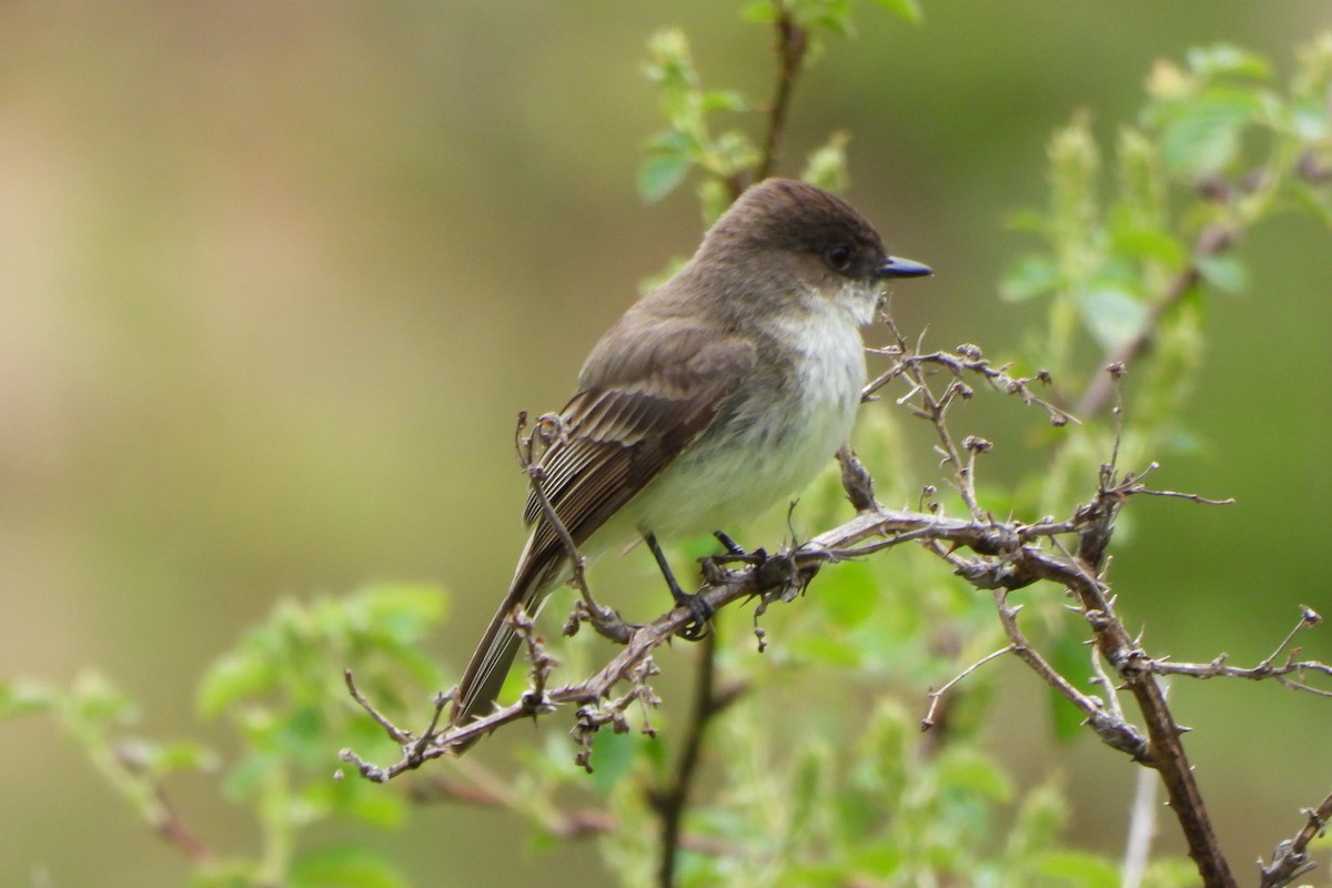 Eastern Phoebe - Yana Levchinsky