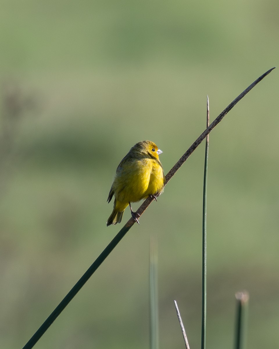 Saffron Finch (Pelzeln's) - ML618938649