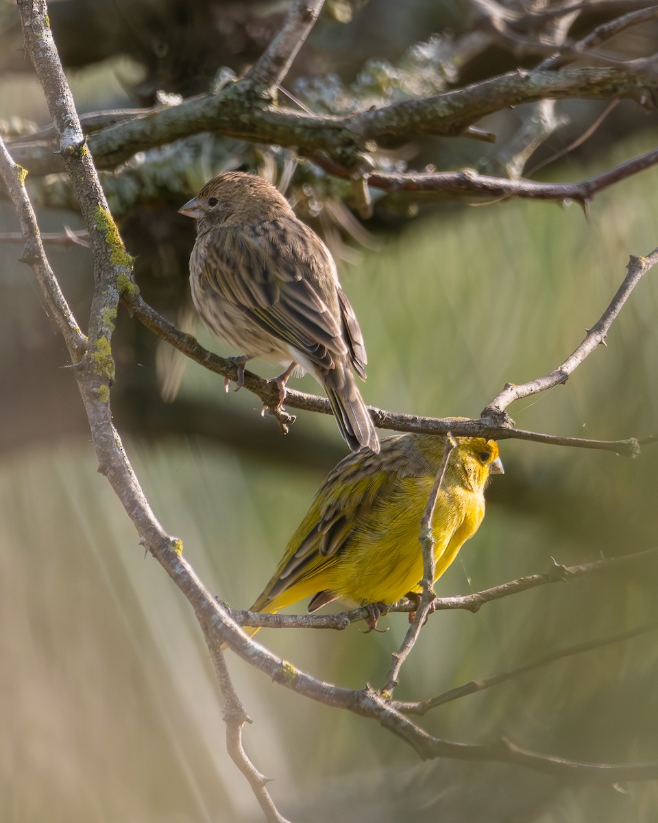 Saffron Finch (Pelzeln's) - Nicolas Mazzini