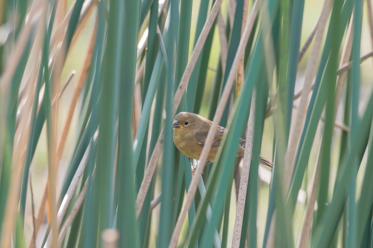 Double-collared Seedeater - Nicolas Mazzini