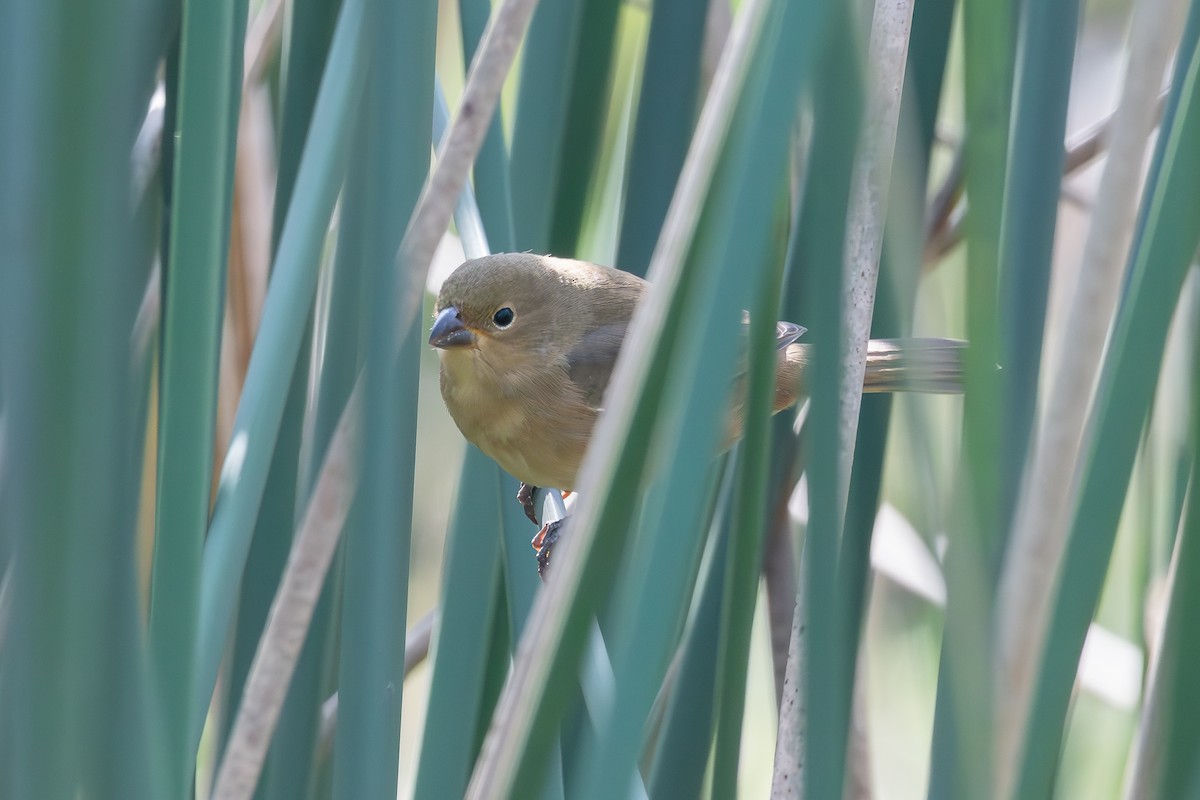 Double-collared Seedeater - ML618938658