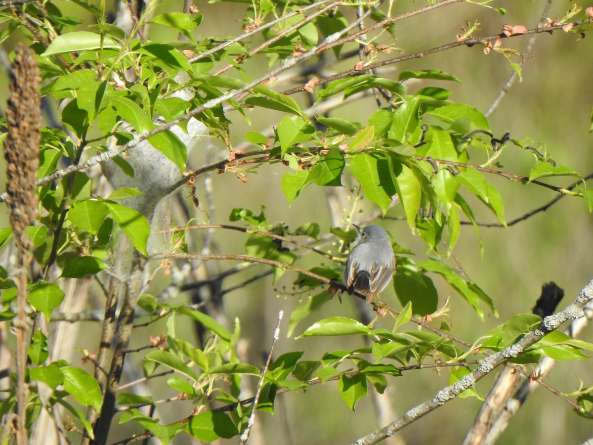 Blue-gray Gnatcatcher (caerulea) - Liren Varghese