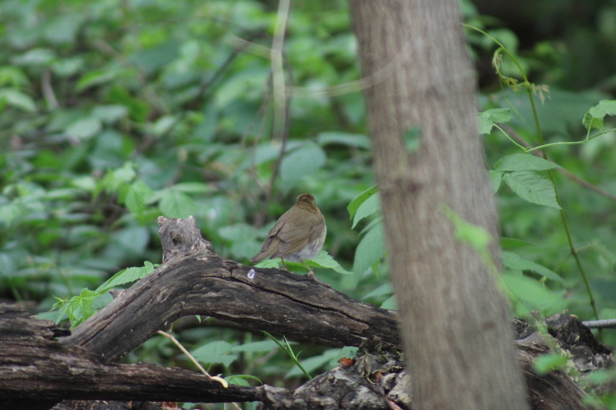 Swainson's Thrush - ML618938678