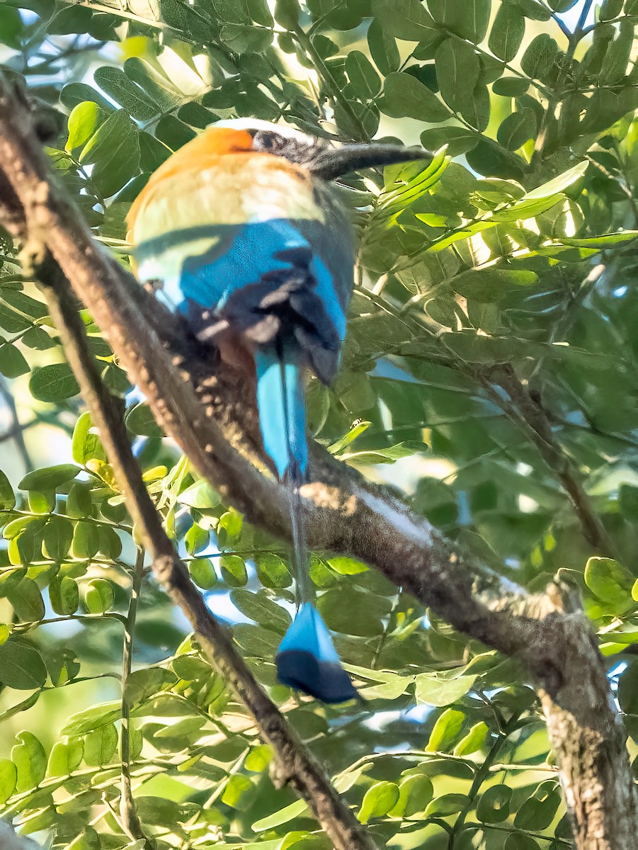 Turquoise-browed Motmot - Steven Lasley