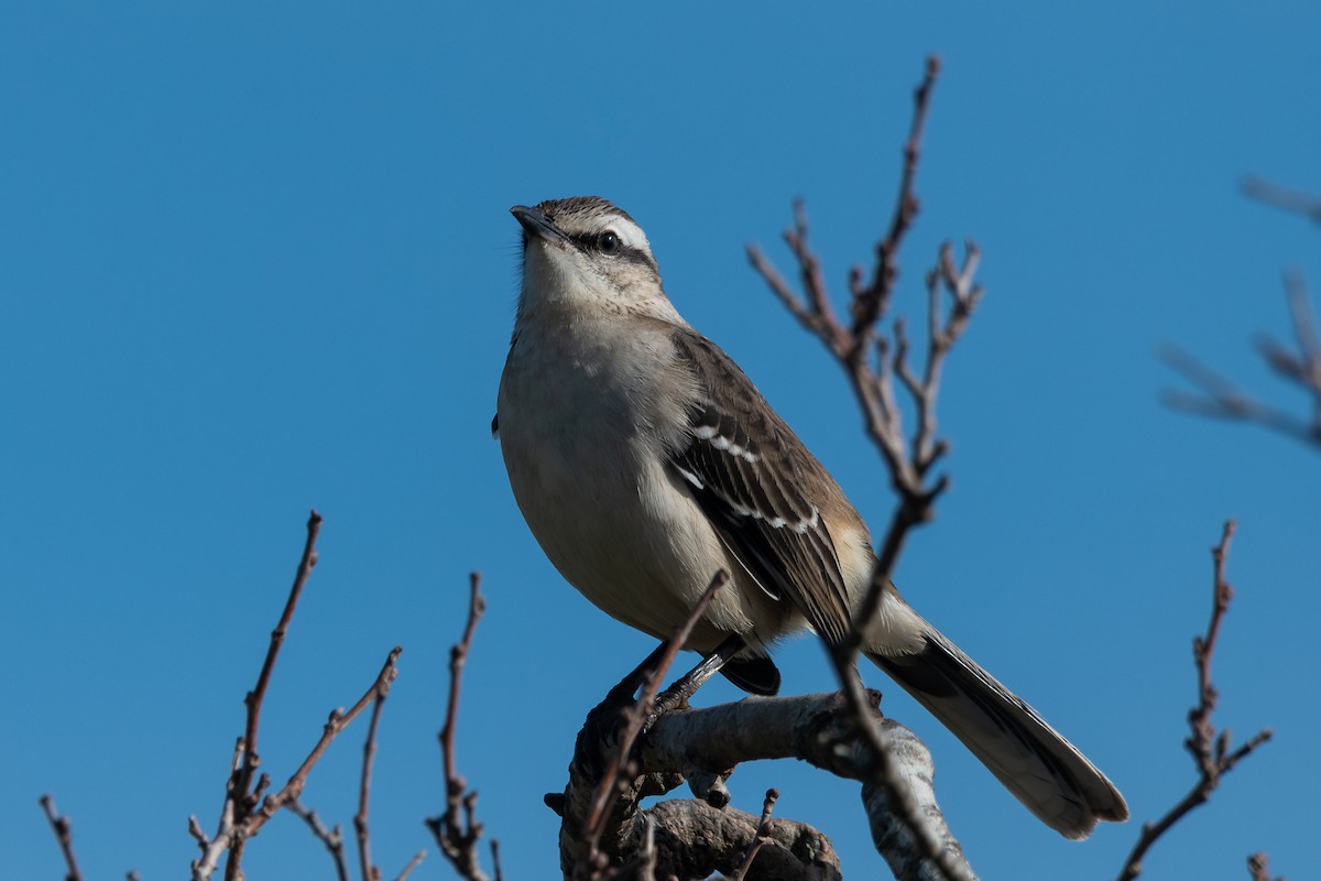 Chalk-browed Mockingbird - Nicolas Mazzini