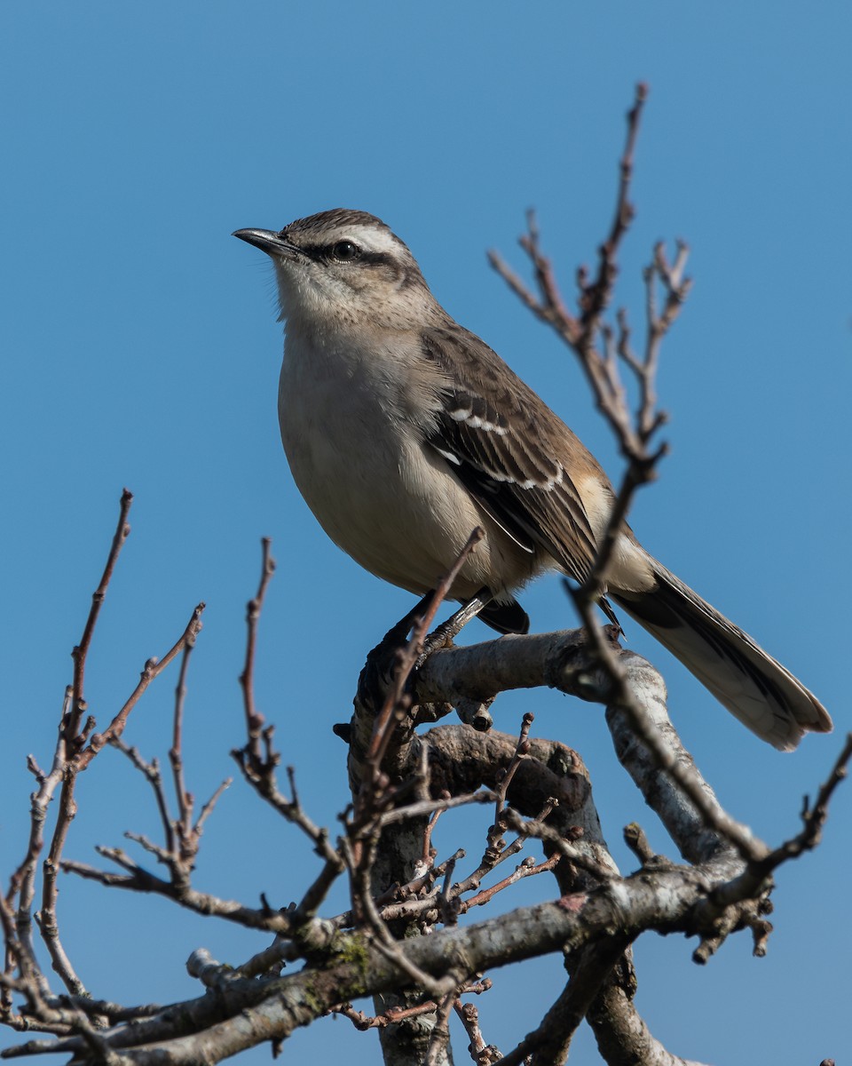 Chalk-browed Mockingbird - ML618938682