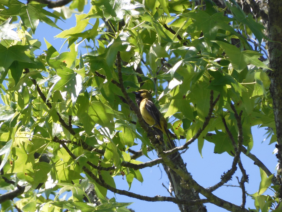 Orchard Oriole - ML618938691