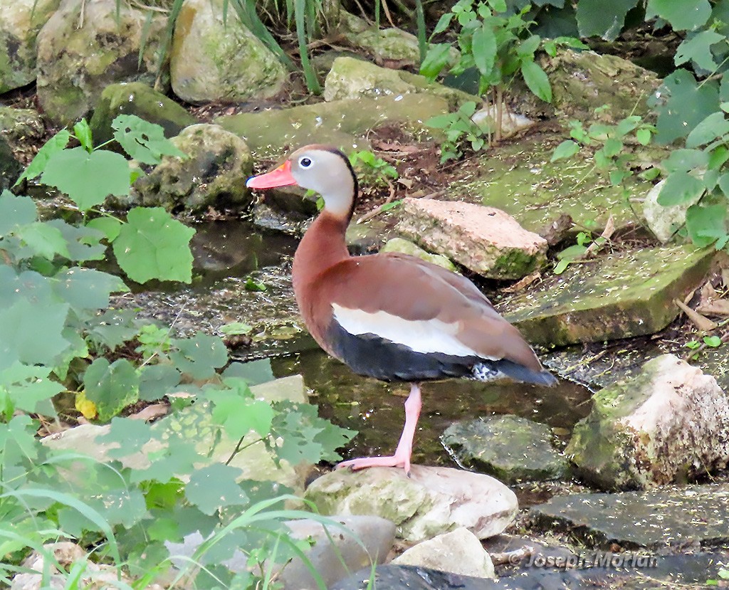 Black-bellied Whistling-Duck - ML618938692